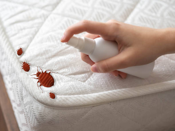 Best Spider Control Near Me  in Mendon, IL